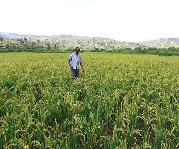 Man in field